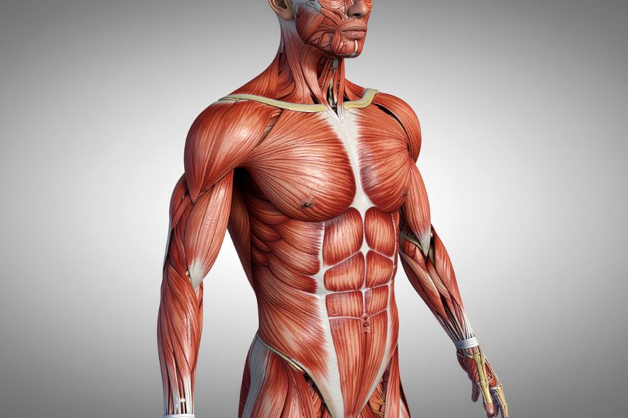 anatomia palpatoria